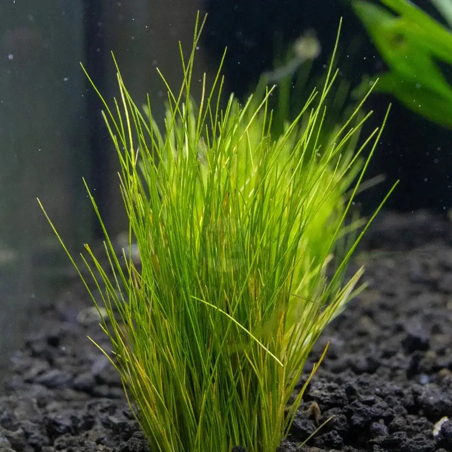 Close-up of Dwarf Hairgrass fine blade texture showing carpet-forming growth habit