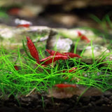 Dwarf Hairgrass carpet plant growing densely across aquarium substrate foreground