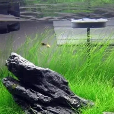 Dwarf Hairgrass Eleocharis Parvula root mat with fine hair-like green blades