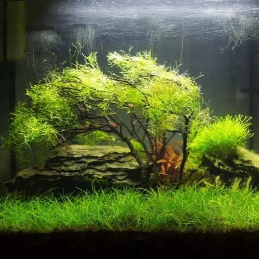 Dwarf Hairgrass lawn-style carpet planted in a freshwater aquascape with substrate