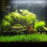 Dwarf Hairgrass lawn-style carpet planted in a freshwater aquascape with substrate