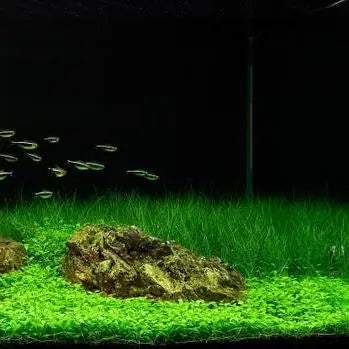 Dwarf Hairgrass grass-like foreground plant bundle ready for aquarium planting
