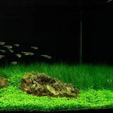 Dwarf Hairgrass grass-like foreground plant bundle ready for aquarium planting