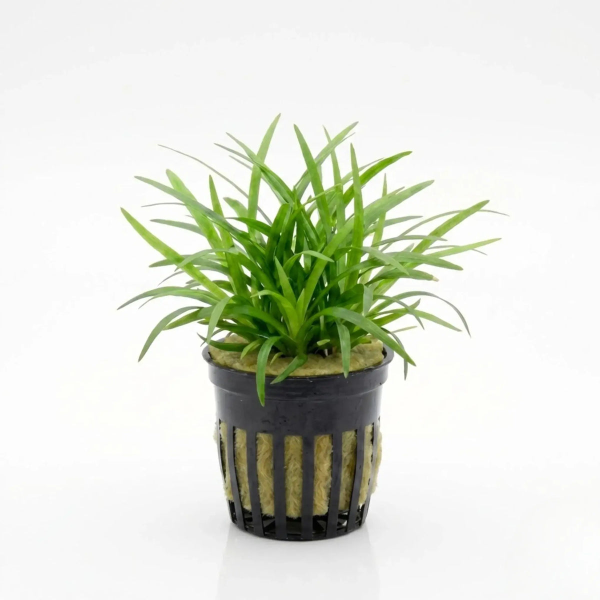 Dwarf Sagittaria Subulata narrow-leaved arrowhead bundle on white background