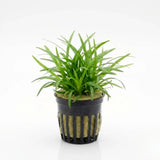 Dwarf Sagittaria Subulata narrow-leaved arrowhead bundle on white background