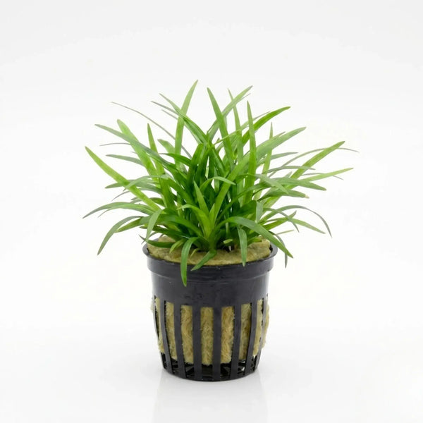 Dwarf Sagittaria Subulata narrow-leaved arrowhead bundle on white background