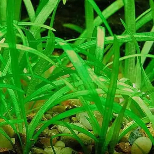 Dwarf Sagittaria foreground carpet plant growing in a freshwater planted aquarium