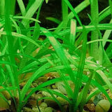 Dwarf Sagittaria foreground carpet plant growing in a freshwater planted aquarium