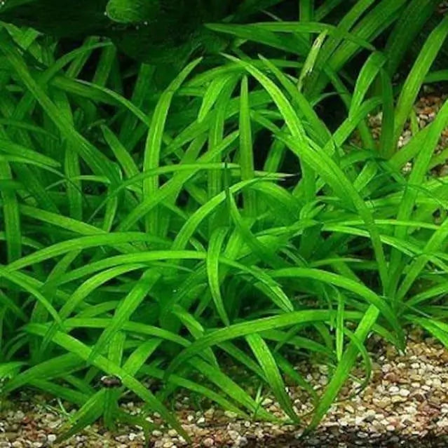 Dwarf Sagittaria Subulata root mat shown on white background before planting