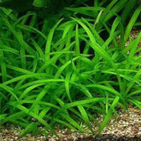 Dwarf Sagittaria Subulata root mat shown on white background before planting
