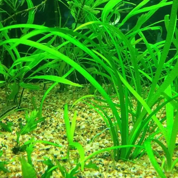 Dwarf Sagittaria Narrow-Leaved Arrowhead foreground plant in aquascape substrate
