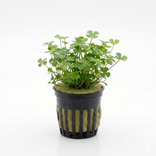 Dwarf 4 Leaf Water Clover (Marsilea Crenata)