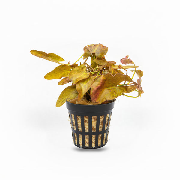 Dwarf Aquarium Lily [Nymphaea Stellata]