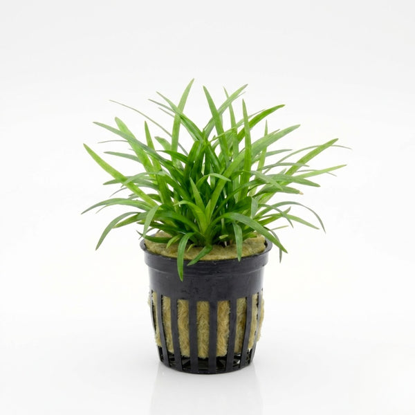 Dwarf Sagittaria [Sagittaria Subulata, Narrow-Leaved Arrowhead]