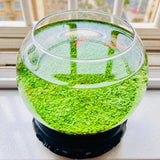 Ecological Water Grass Tank Round Cylinder Set full view showing aquatic plants in cylindrical glass container