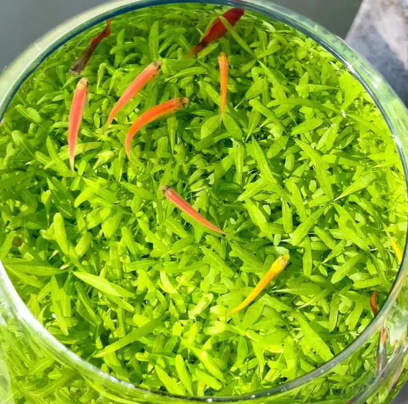 Close-up of Round Cylinder Water Grass Tank showing live aquatic plants and clear cylindrical shape