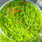Close-up of Round Cylinder Water Grass Tank showing live aquatic plants and clear cylindrical shape