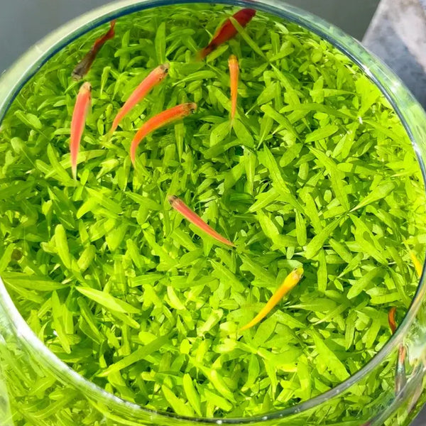 Close-up of Round Cylinder Water Grass Tank showing live aquatic plants and clear cylindrical shape