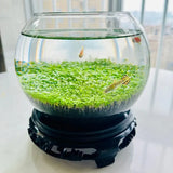 Ecological Water Grass Round Cylinder Set side angle showing full ecosystem and substrate layout