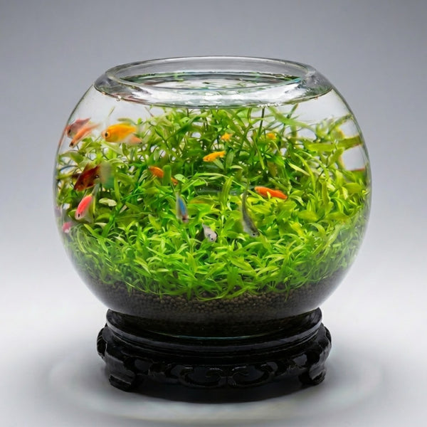 Ecological Water Grass Tank Round Cylinder Set