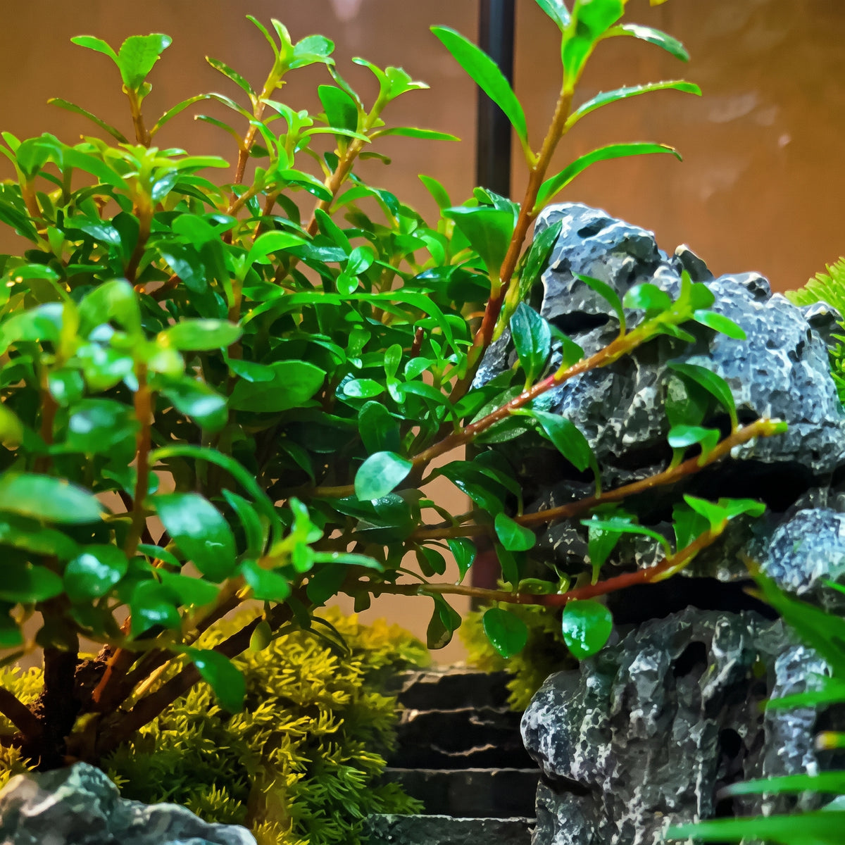 Forest Haven Moss Terrarium – Miniature Landscape  [Including Internal Plants + Decoration]