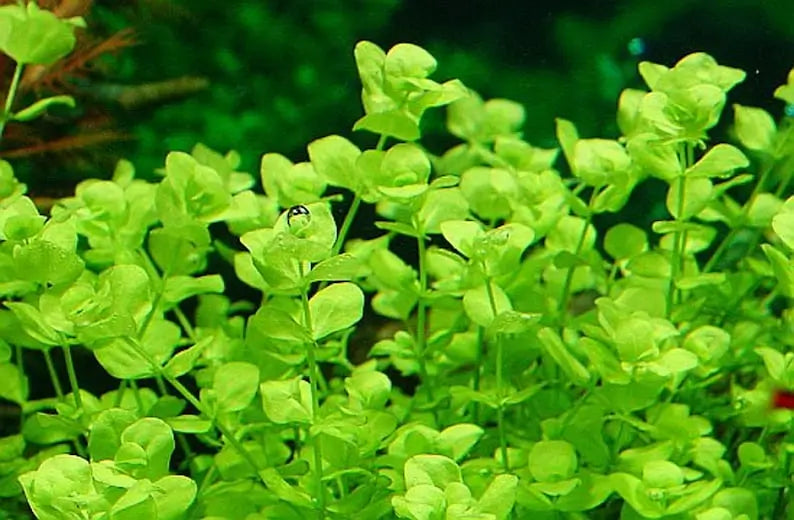 Giant Baby Tears Micranthemum Umbrosum bundle with bright green oval leaves on white background