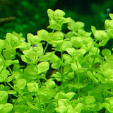 Giant Baby Tears Micranthemum Umbrosum bundle with bright green oval leaves on white background