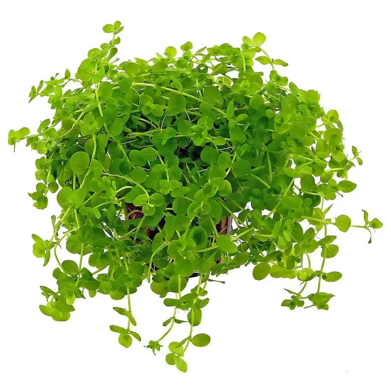 Giant Baby Tears foreground and midground plant growing in a freshwater planted aquarium