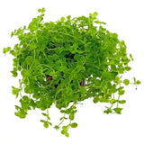 Giant Baby Tears foreground and midground plant growing in a freshwater planted aquarium