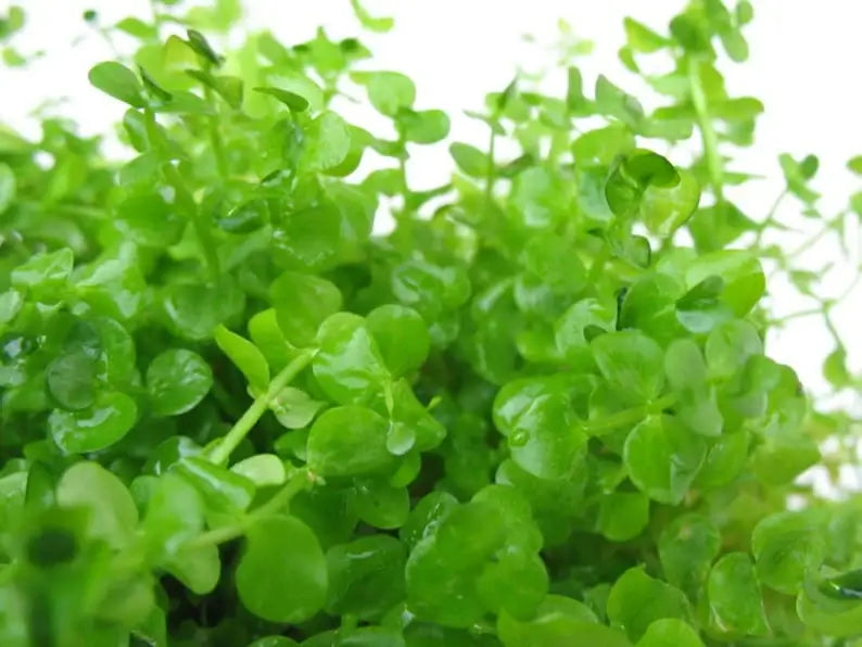 Giant Baby Tears bushy bright green cluster ideal for aquascaping foreground