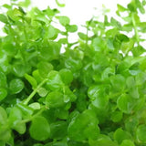 Giant Baby Tears bushy bright green cluster ideal for aquascaping foreground