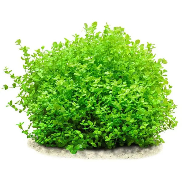 Giant Baby Tears Micranthemum Umbrosum lush carpet-like growth in planted tank