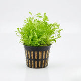 Glosso Glossostigma elatinoides carpeting plant bundle on white background