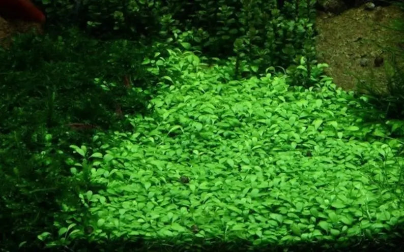 Close-up of Glosso small round bright green leaves showing carpet texture