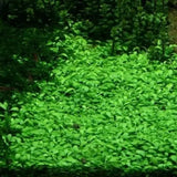 Close-up of Glosso small round bright green leaves showing carpet texture