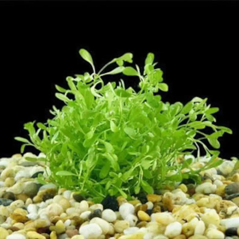 Glosso foreground carpet plant growing densely in a high-light planted aquarium