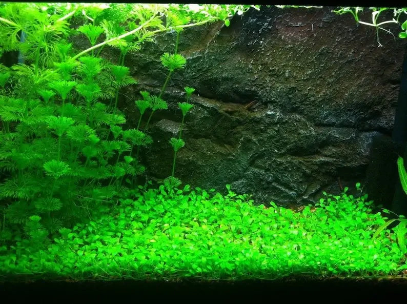 Glosso Glossostigma root mat shown on white background before planting