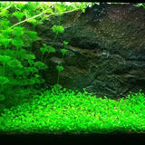 Glosso Glossostigma root mat shown on white background before planting