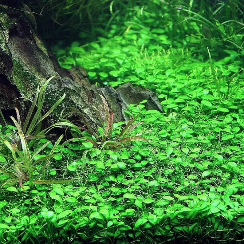 Glosso lush green carpet coverage over aquarium substrate in aquascape