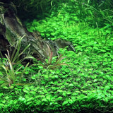 Glosso lush green carpet coverage over aquarium substrate in aquascape