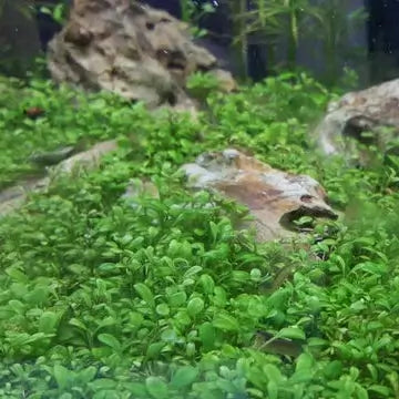Glosso high-light carpeting aquarium plant showing dense foreground growth