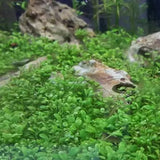 Glosso high-light carpeting aquarium plant showing dense foreground growth
