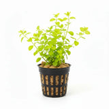 Golden Creeping Jenny Lysimachia Nummularia Aurea bundle with yellow-green round leaves