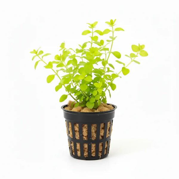 Golden Creeping Jenny Lysimachia Nummularia Aurea bundle with yellow-green round leaves