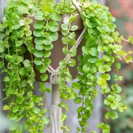Golden Creeping Jenny stem plant growing in a freshwater planted aquarium