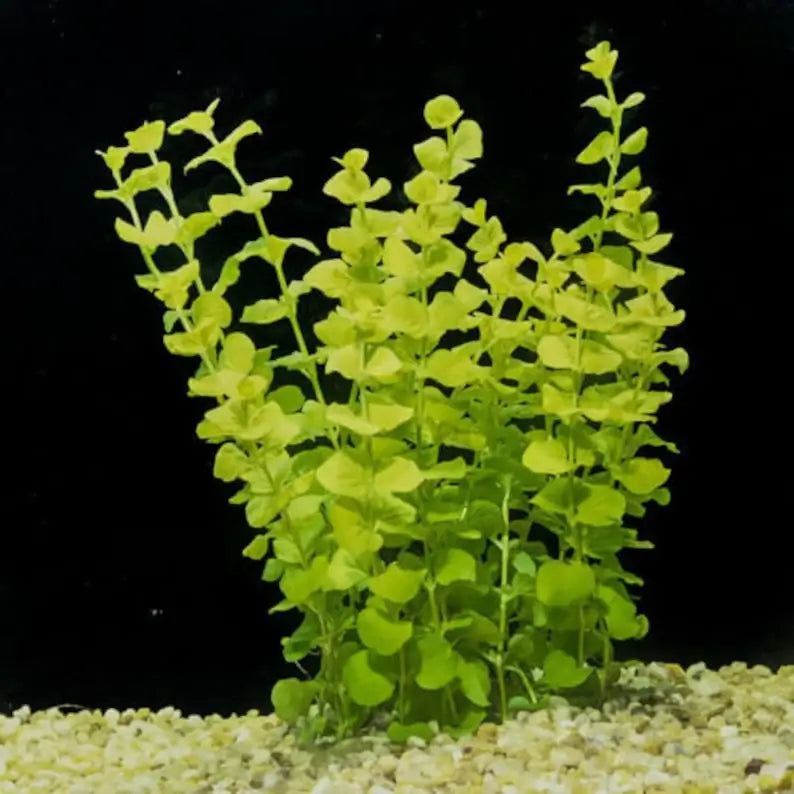 Golden Creeping Jenny Aurea bushy cluster showing bright yellow-green color contrast