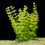 Golden Creeping Jenny Aurea bushy cluster showing bright yellow-green color contrast