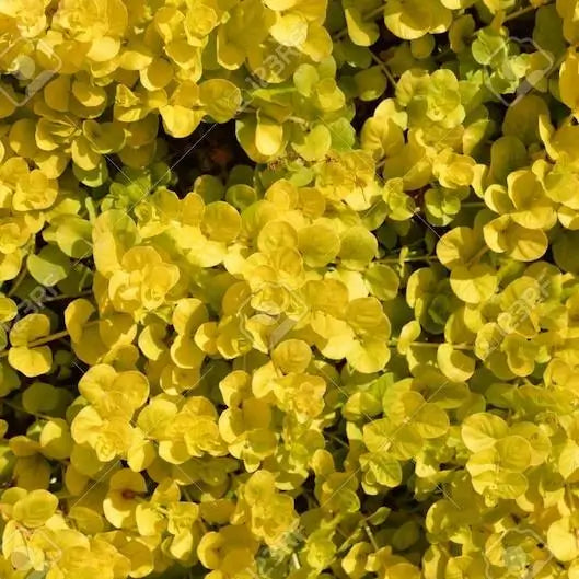 Golden Creeping Jenny stem plant mature growth in a planted freshwater aquascape