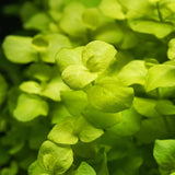 Golden Creeping Jenny Lysimachia showing full leaf spread for color contrast planting