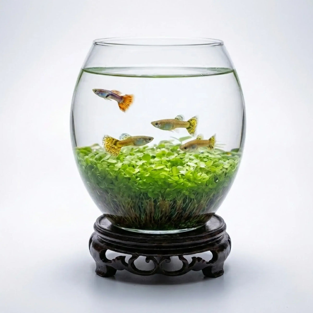 Goose Egg-Shaped Water Weed Tank full view showing aquatic plants and seeds in egg-shaped glass container